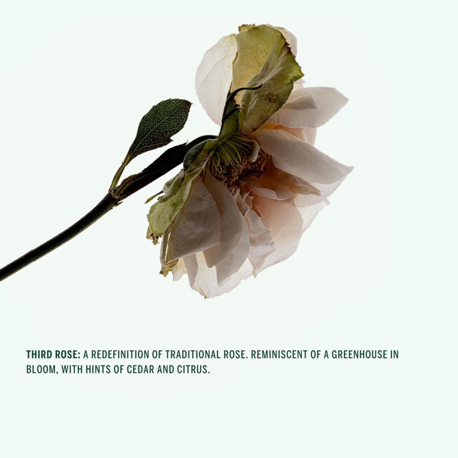 Corpus Naturals Deodorant Stick - Third Rose (Size Options) Deodorants & Antiperspirants Corpus Naturals