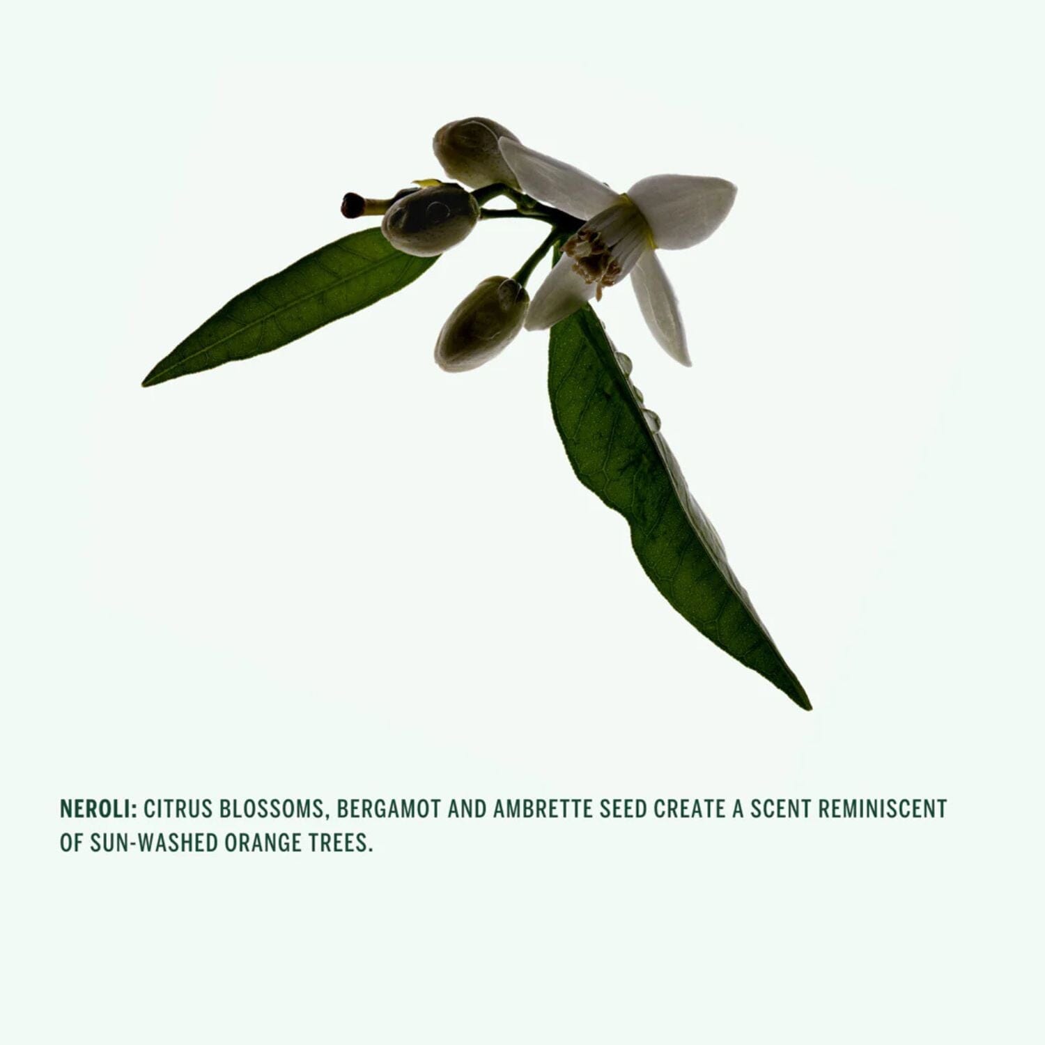 Corpus Naturals Deodorant Stick - Neroli (75g) Deodorants & Antiperspirants Corpus Naturals