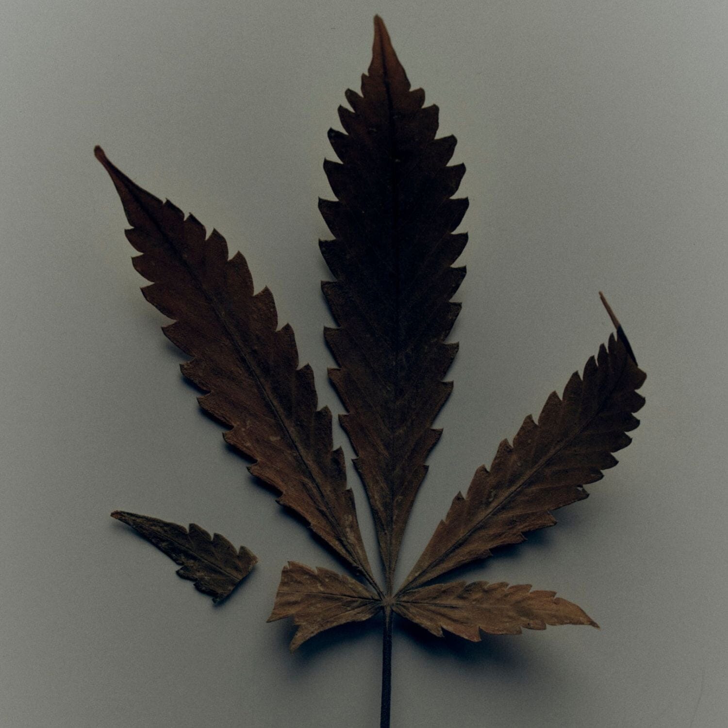 Morris Motley Zero Zero Hashish Conditioning Handwash Refill (500ml) Hands & Feet Morris Motley