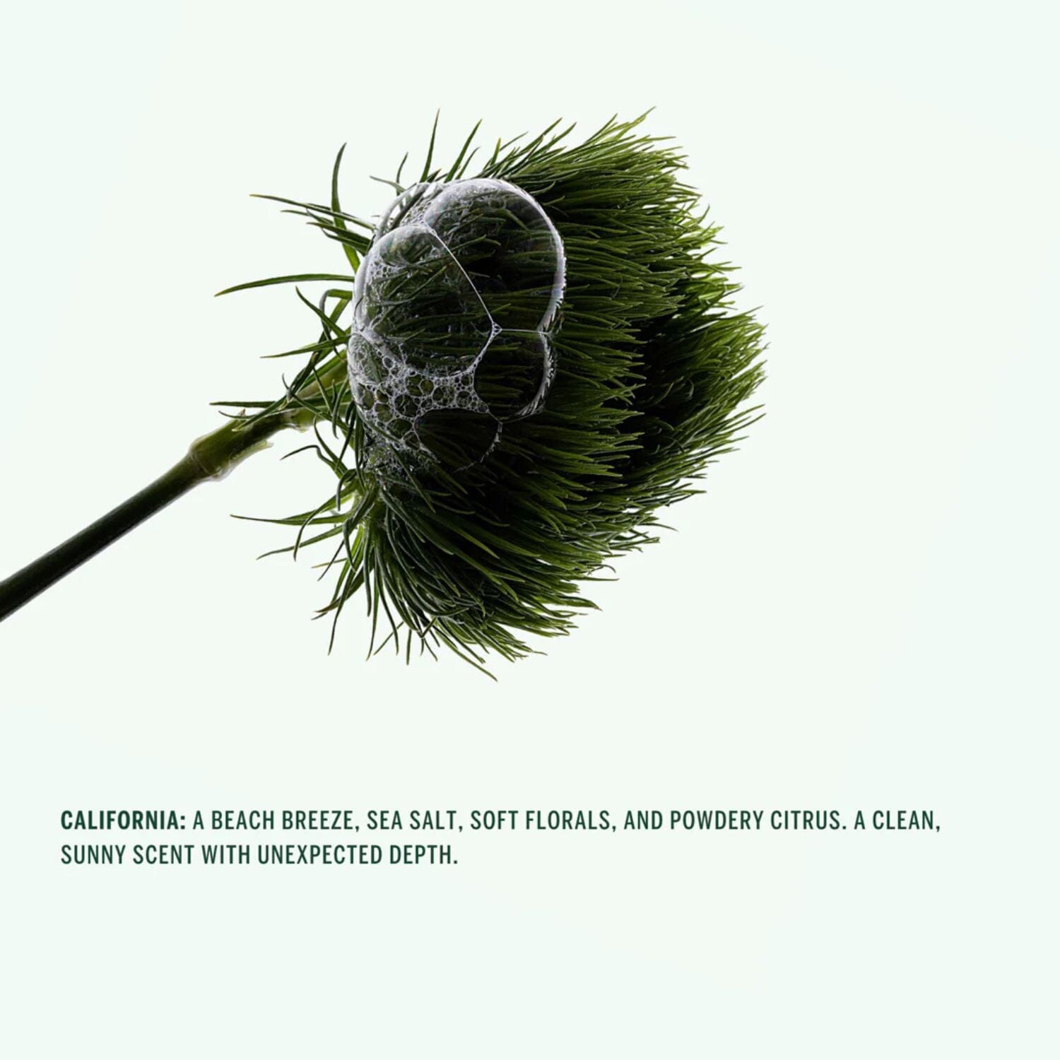 Corpus Naturals Deodorant Stick - California (75g) Deodorants & Antiperspirants Corpus Naturals 