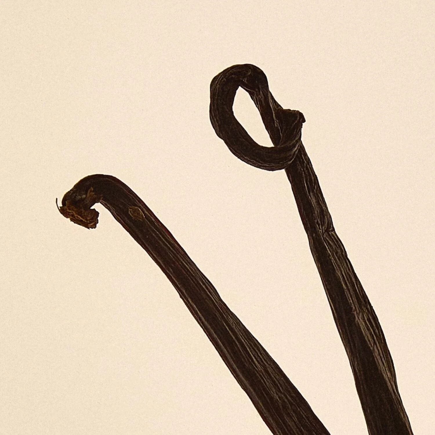 Abel Cobalt Amber EDP (Size Options) Eau de Parfum Abel 