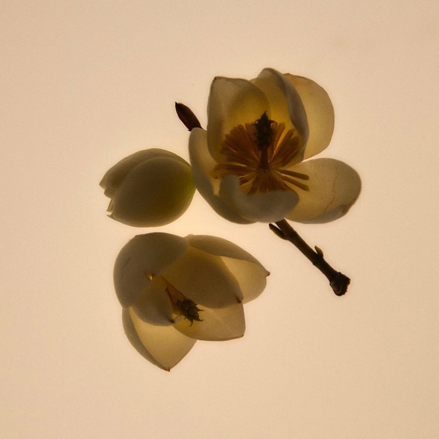 Abel Green Cedar EDP (Size Options) Eau de Parfum Abel 