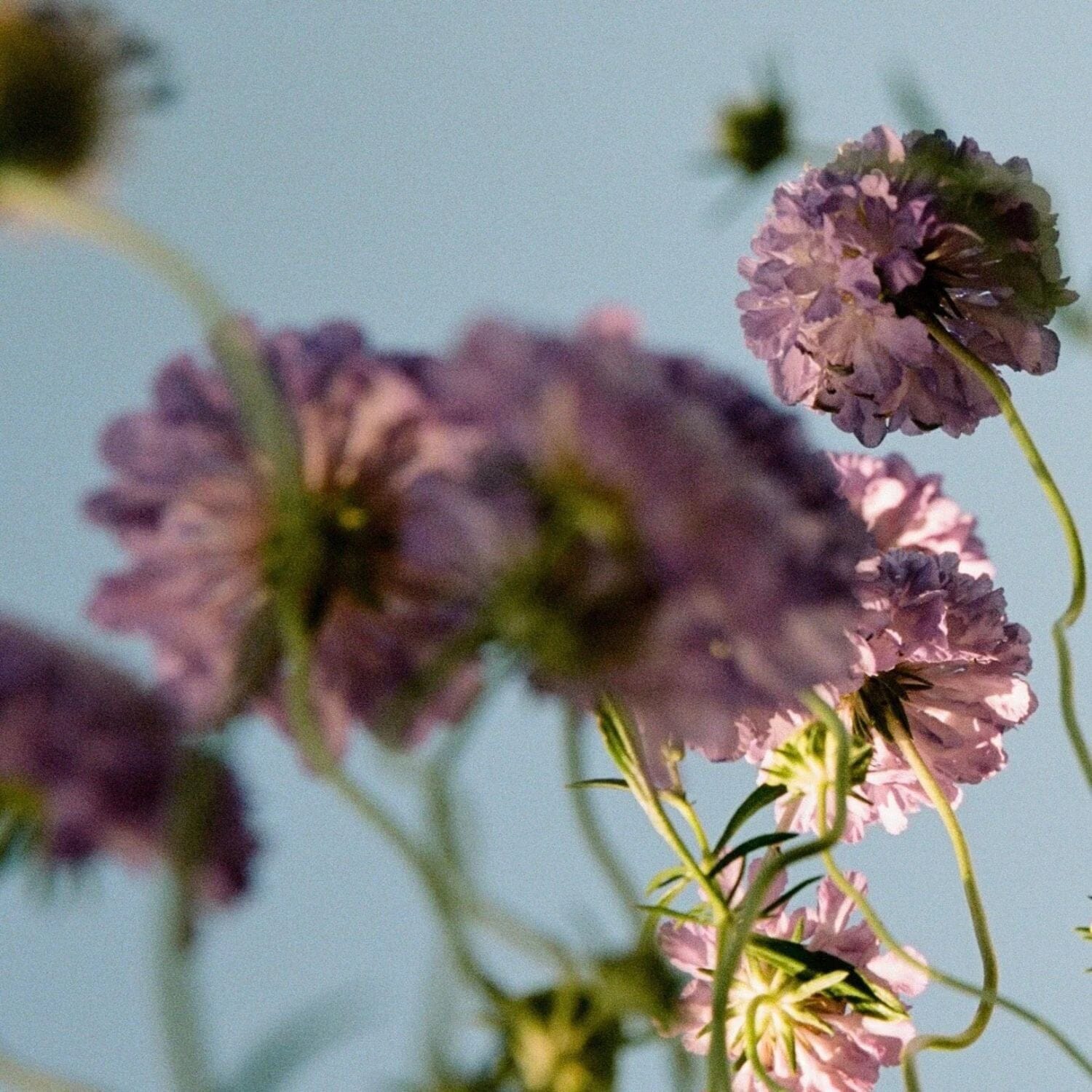 Abel Natural Room Spray - Scene 02 (Size Options) Abel 