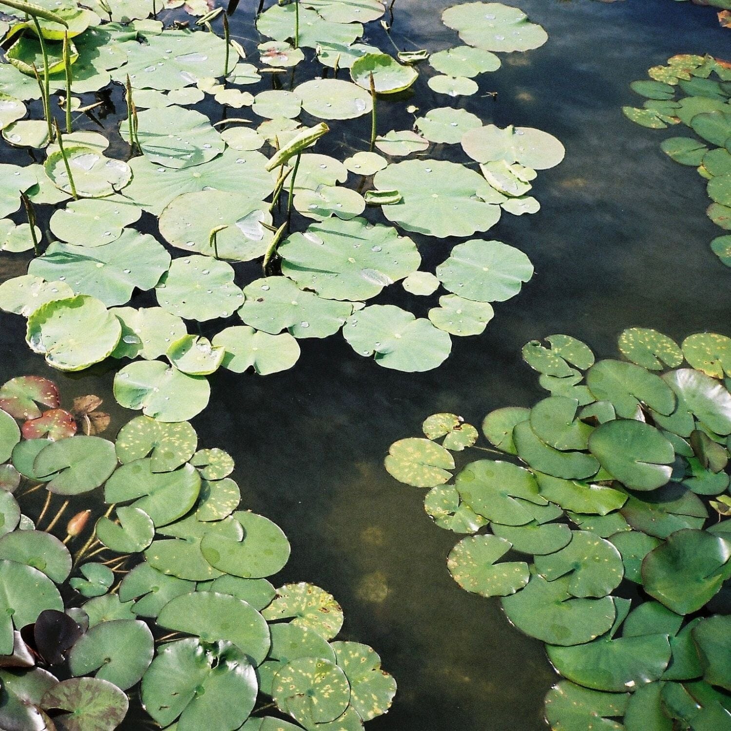 Abel Natural Room Spray - Scene 01 (Size Options) Fragrance Abel 