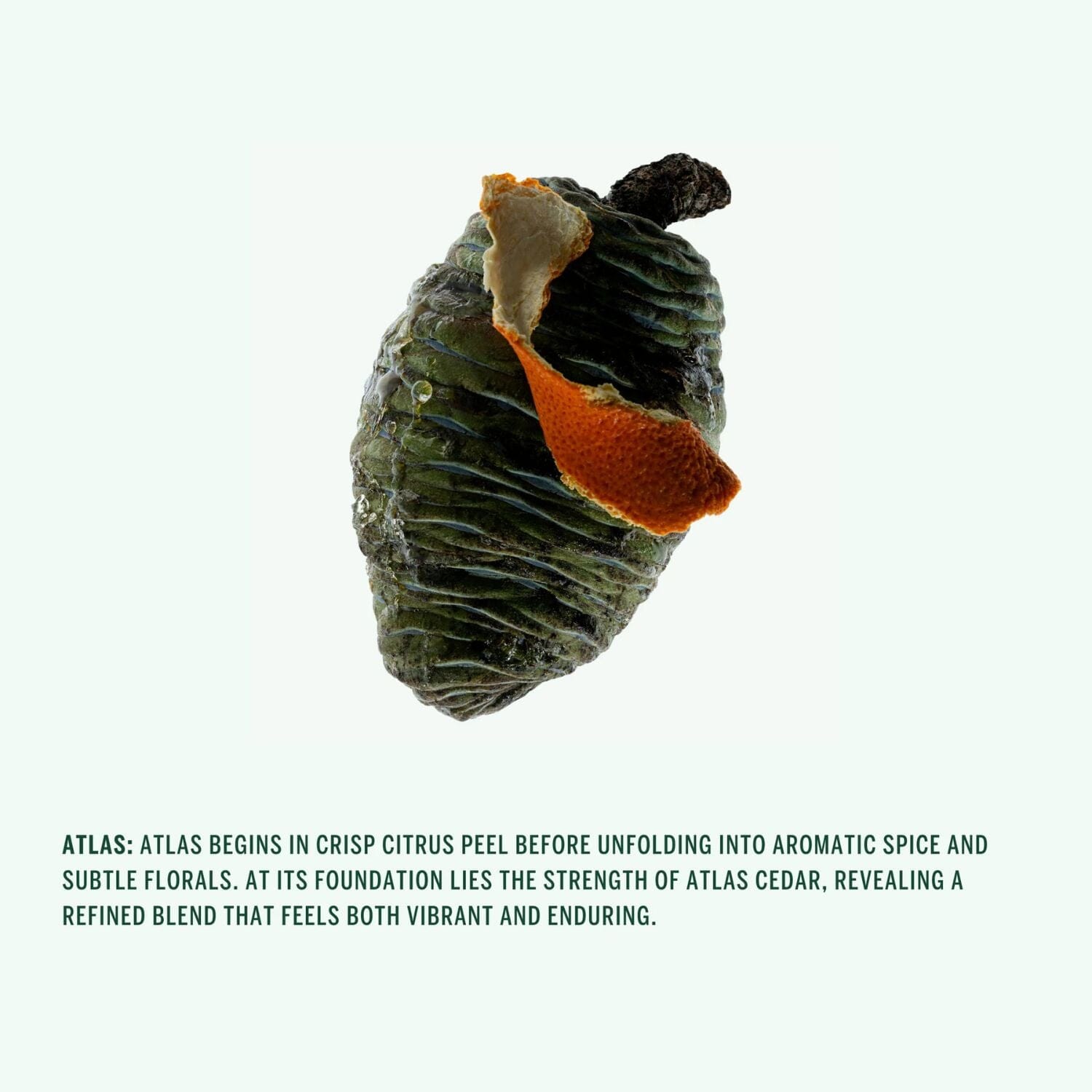 Corpus Naturals Natural Deodorant Stick - Atlas (75g) Deodorants & Antiperspirants Corpus Naturals 